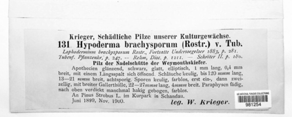 Meloderma desmazieri image